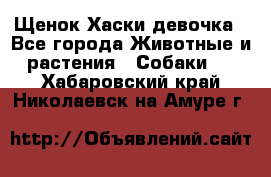 Щенок Хаски девочка - Все города Животные и растения » Собаки   . Хабаровский край,Николаевск-на-Амуре г.